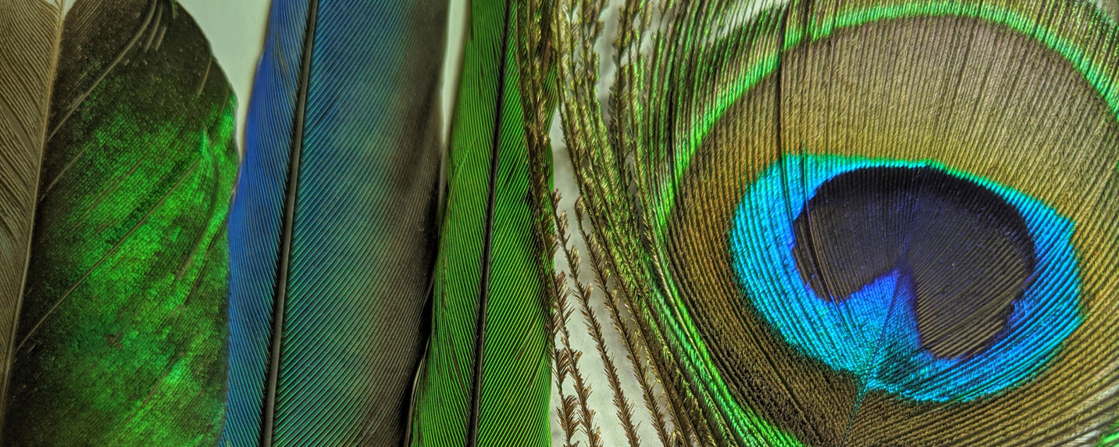 A close-up shot of Peacock feathers