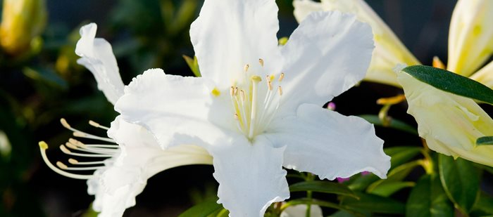 Azaleas & Rhododendrons