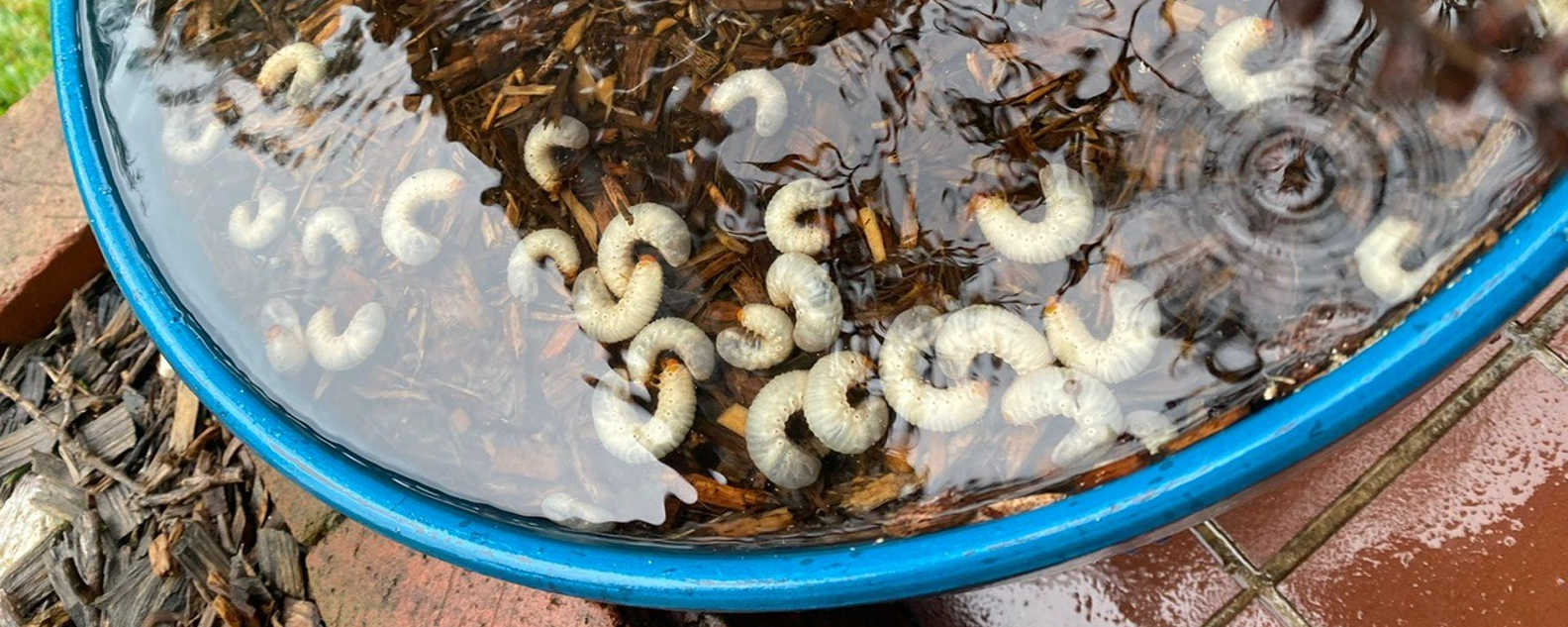 alien grubs close up hero