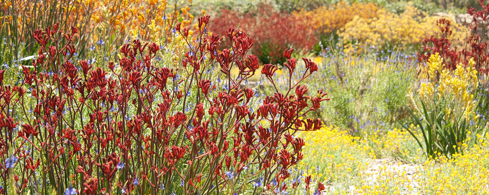 close up florals abg