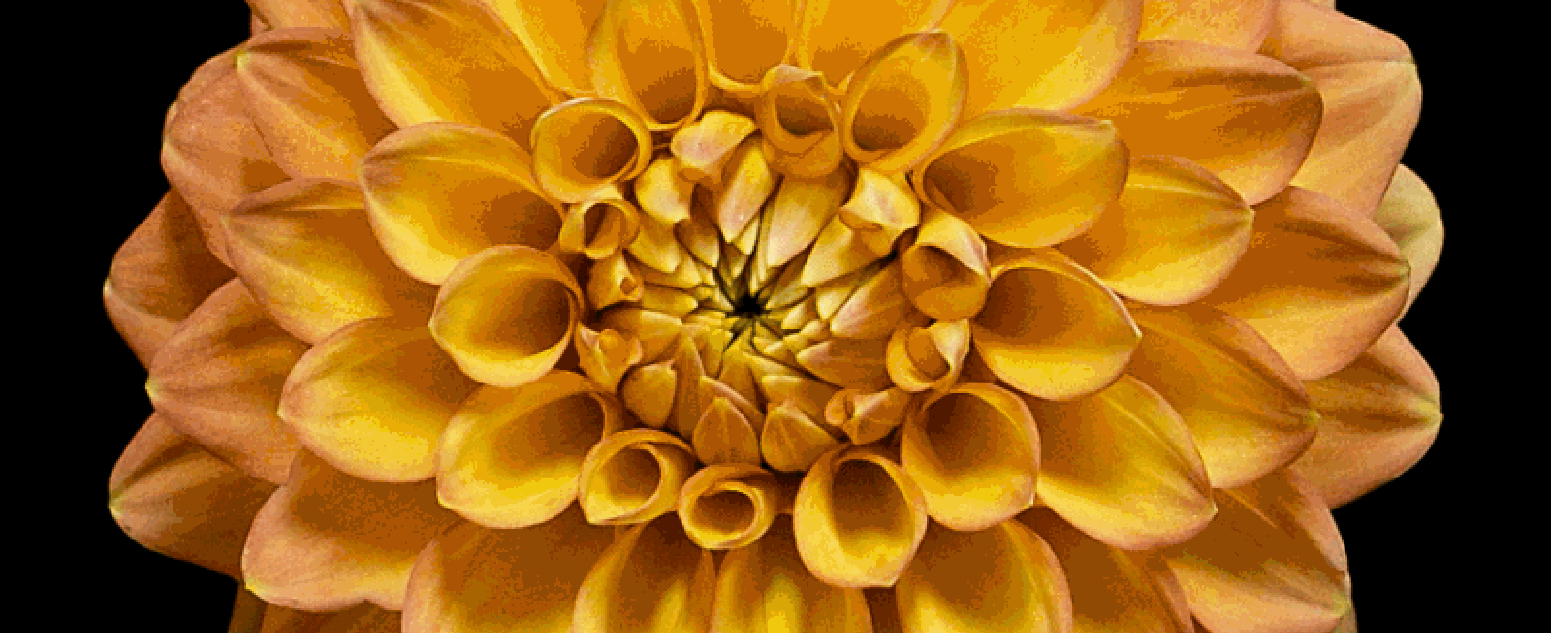 dahlia nugget close up
