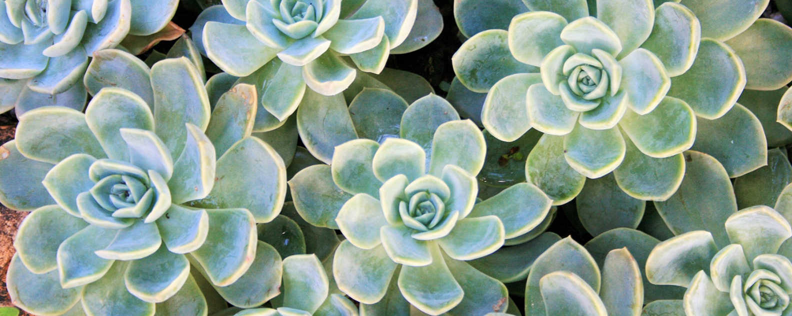 Succulent garden hero