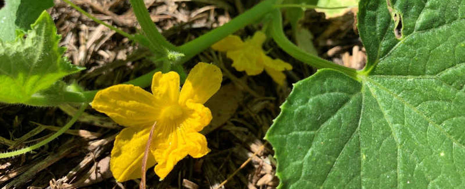 summer cucumber flower
