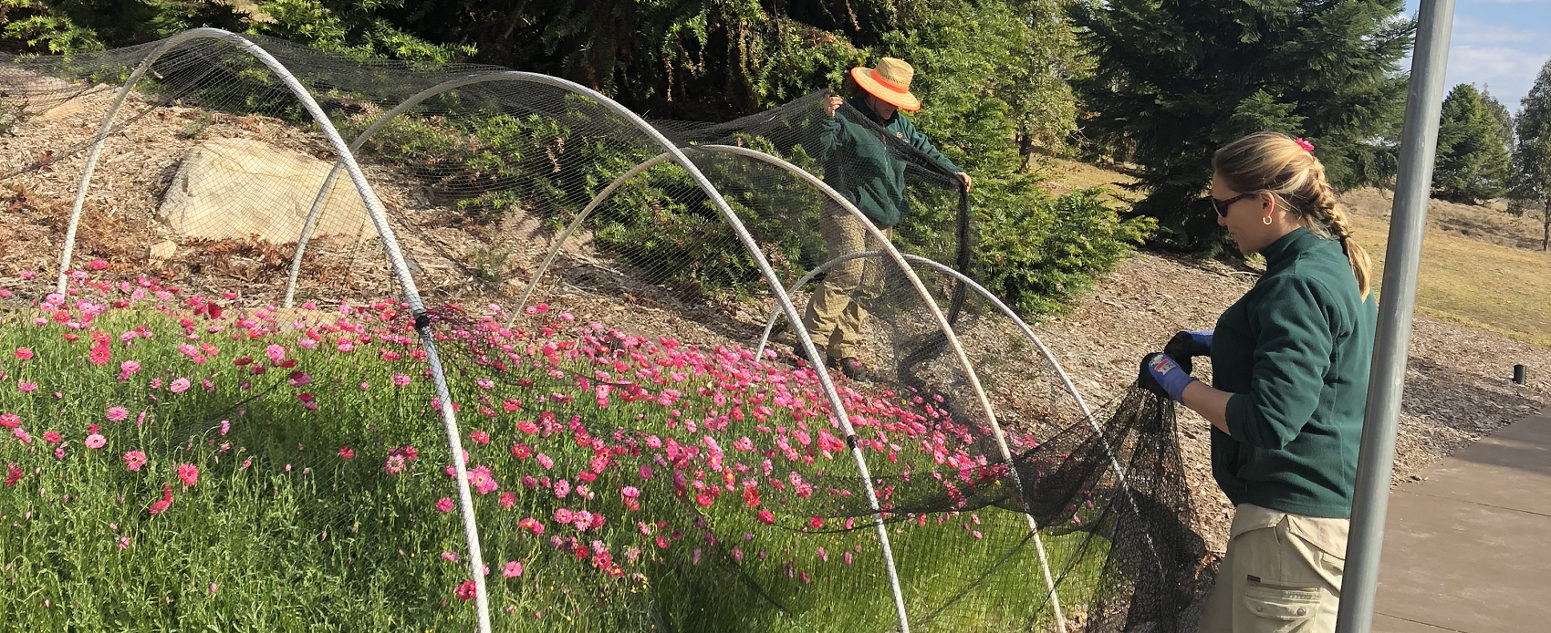 paper daises mount annan