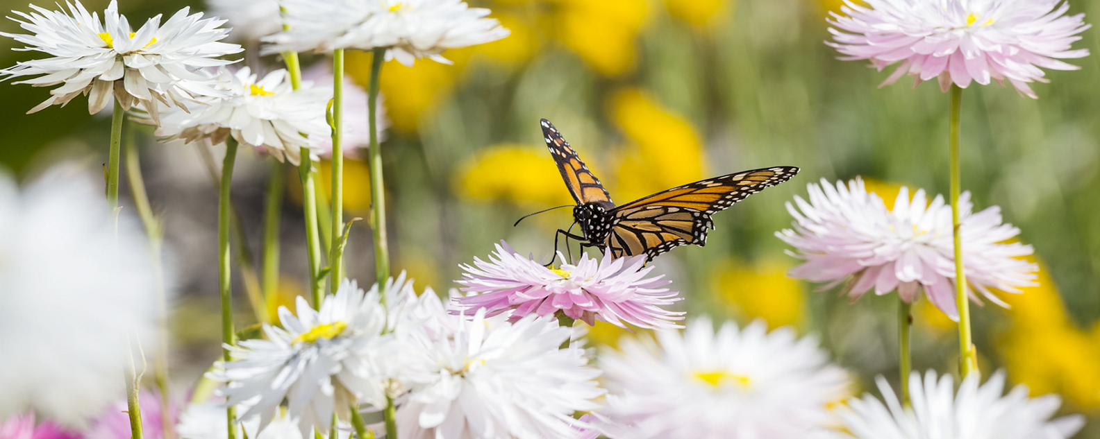 paper daises mount annan hero