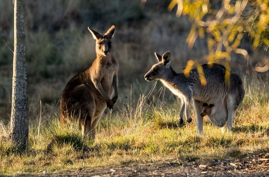 Kangaroos at the ABG