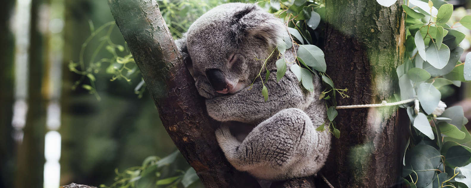 koala hero image
