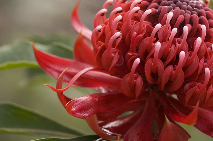 NSW Waratah,Telopea speciosissima