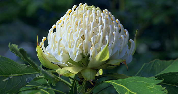 Naturally occurring white variety of Waratah called ‘Wirrimbirra White’