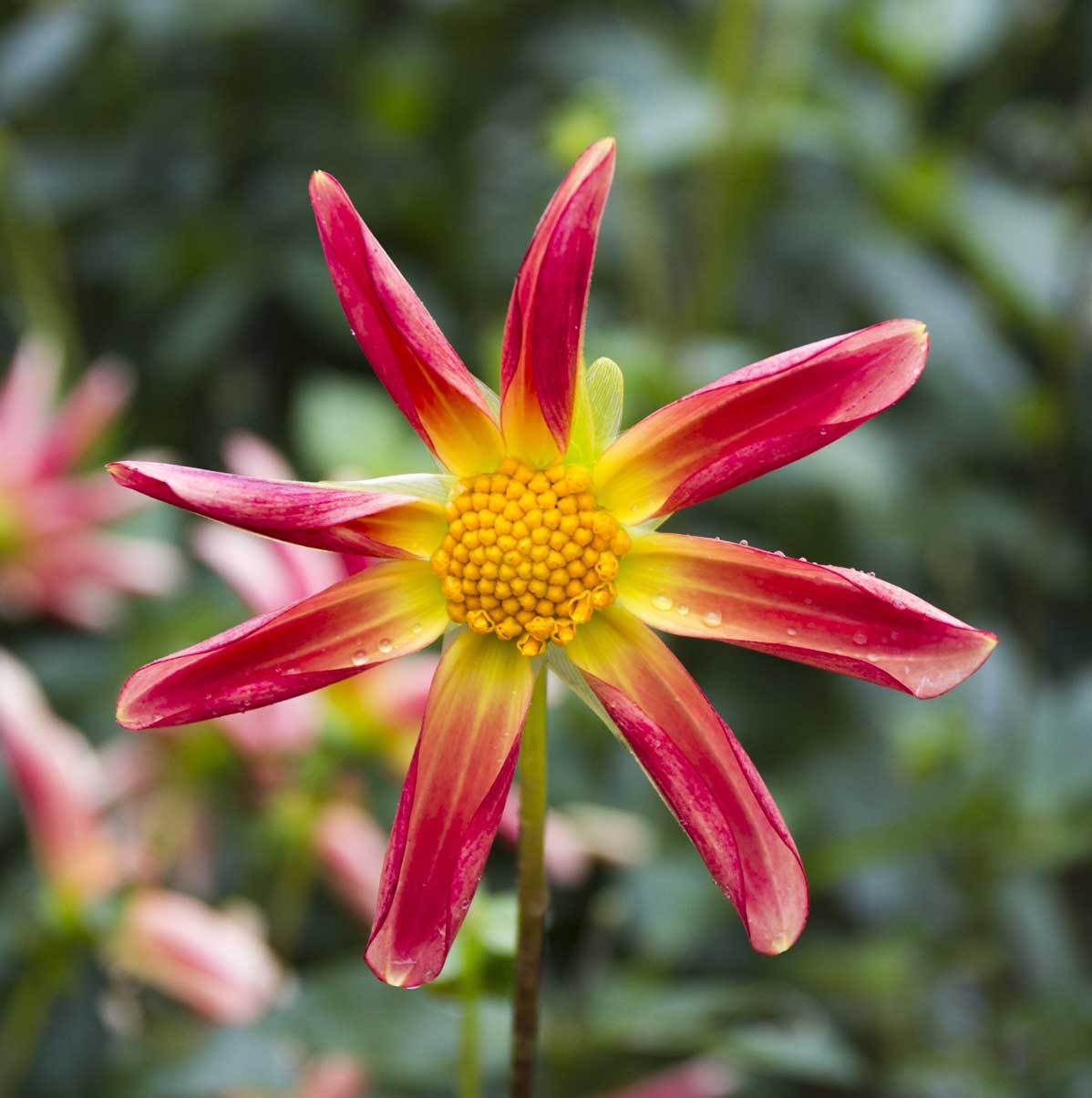 'Lillian O' bred by G&O Oldfiend from Mittagong