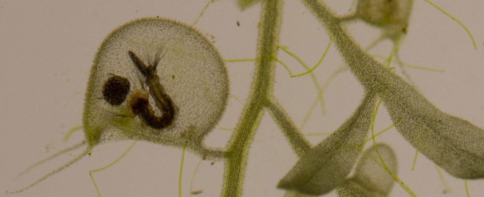 Green water plant with suction trap adaptation