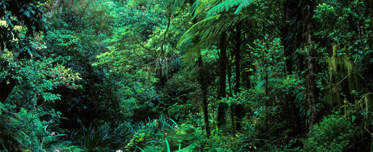 Dense, lush rainforest