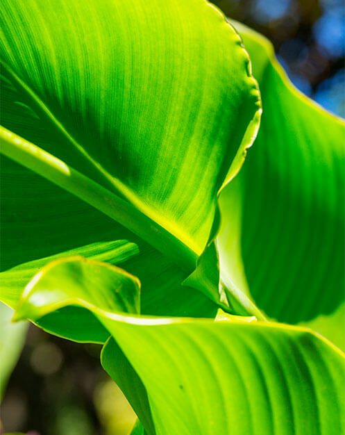 Close up of green leaf