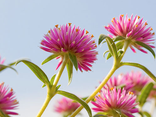 Close up of pink flower