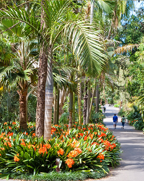 Tropical garden and palms with shady pathway