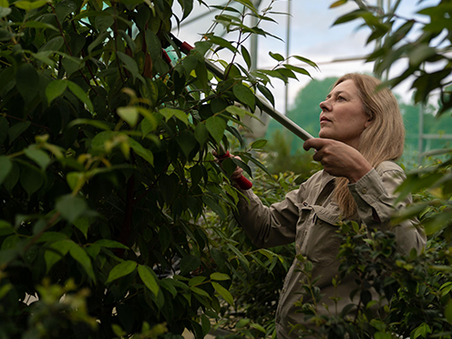 Person pruning a bushy tree in a nursery