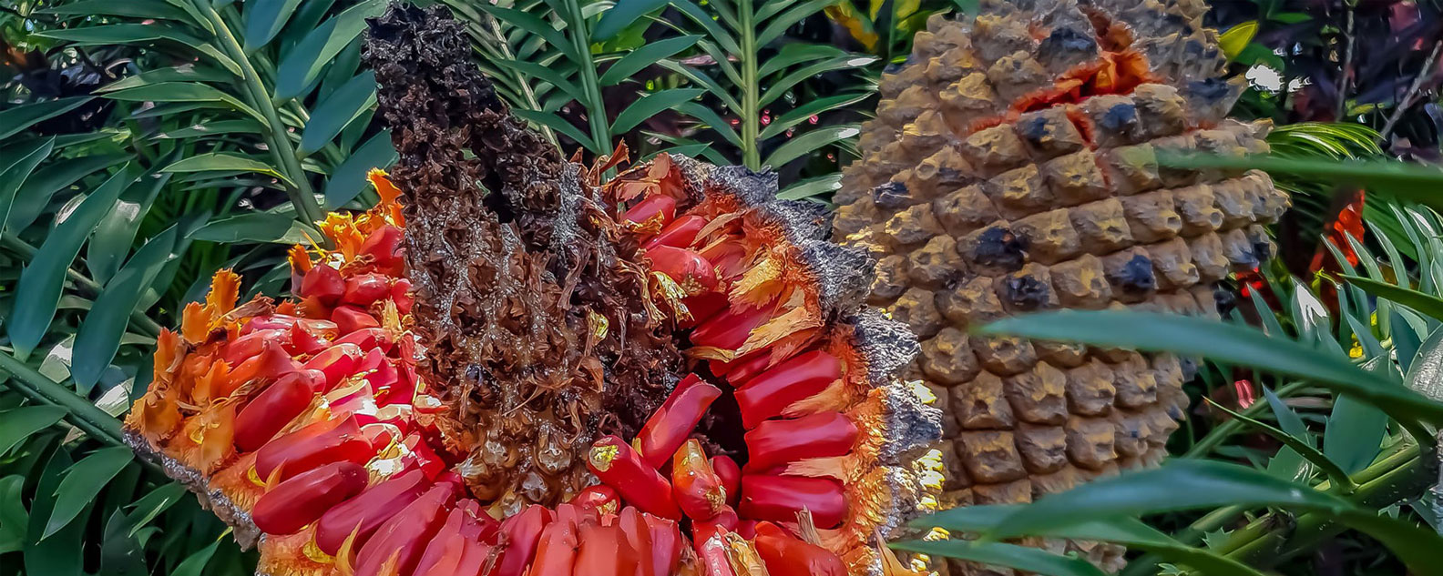 A Burrawang (Dharug language) Cycad cone