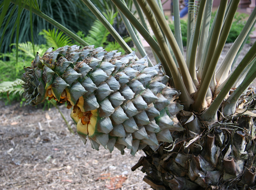 A Scaly Zamia Cycad