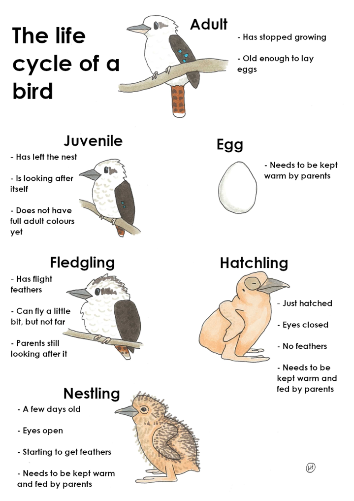 birds life cycle