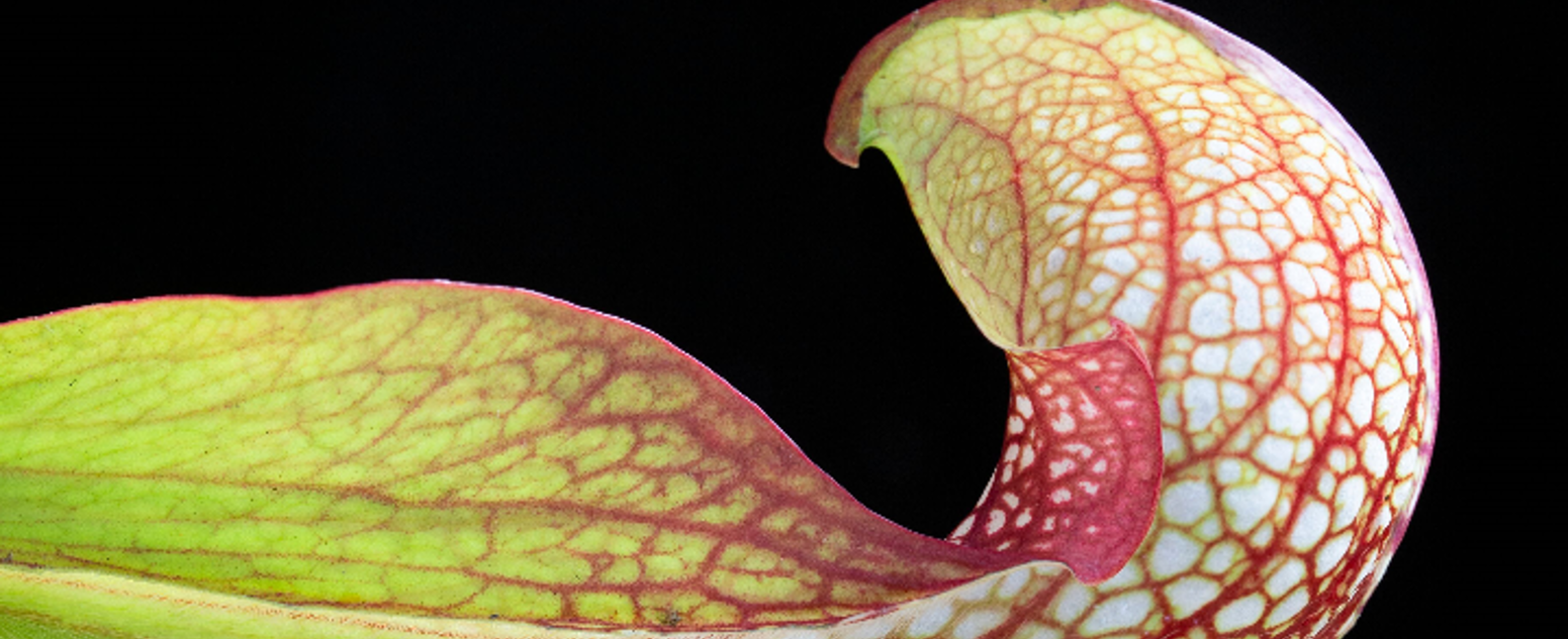 parrot pitcher plant