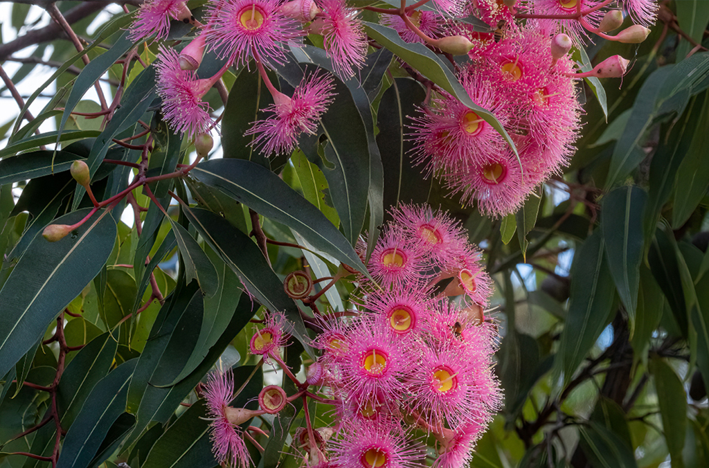 Pink flowering gum blossoms