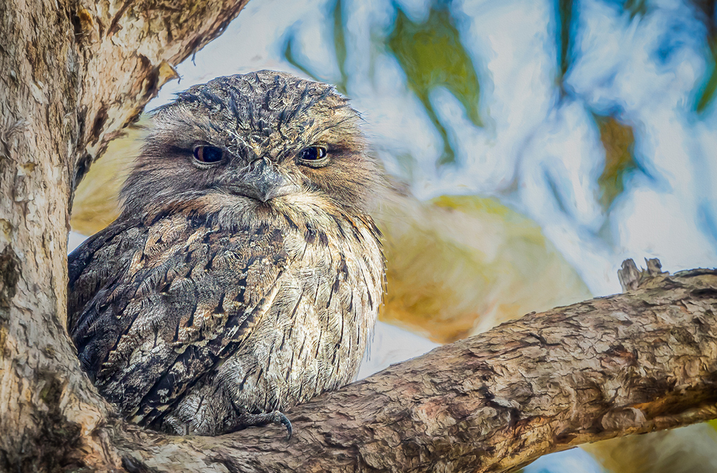 Tawny frogmouth bird in a tree