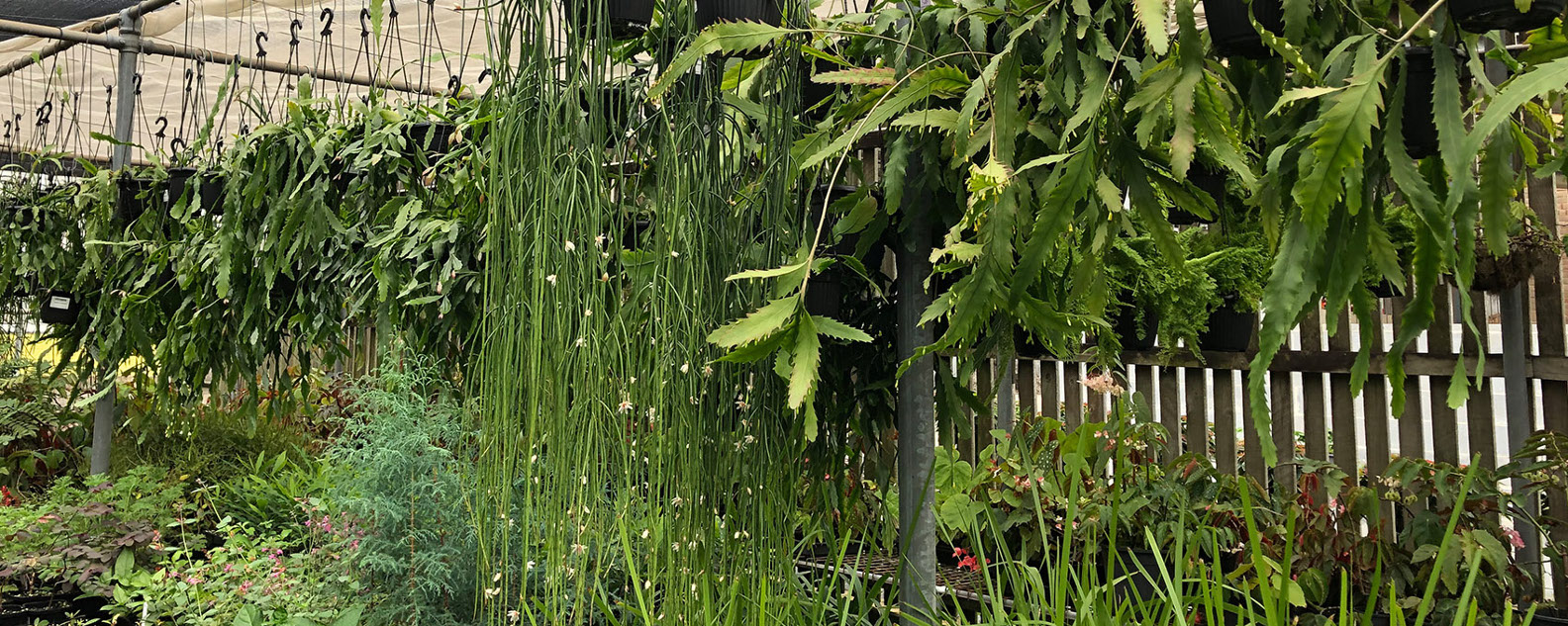 rhipsalis hero banner 