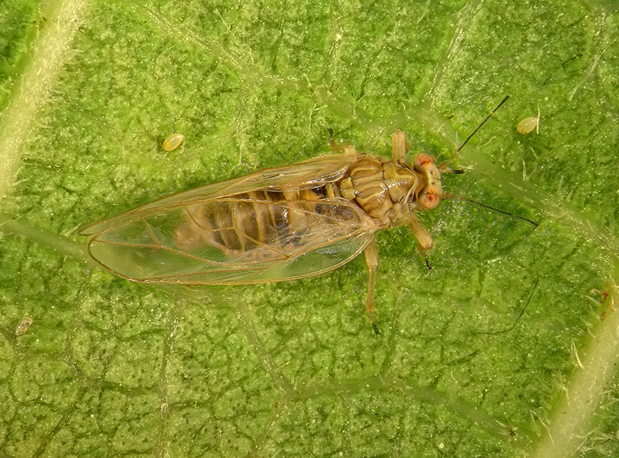 A Fig Psyllid (mycopsylla fici)