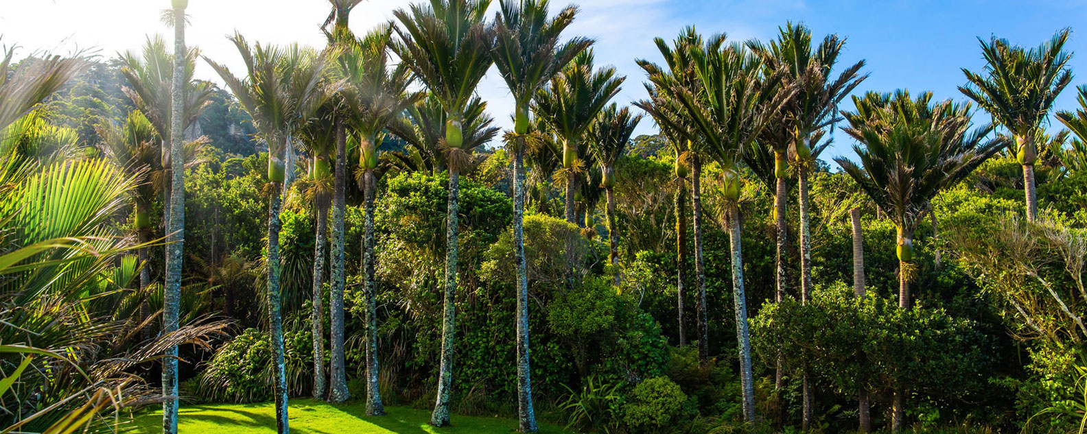 A stand of mature Nikau Palms (Rhopalostylis sapida)