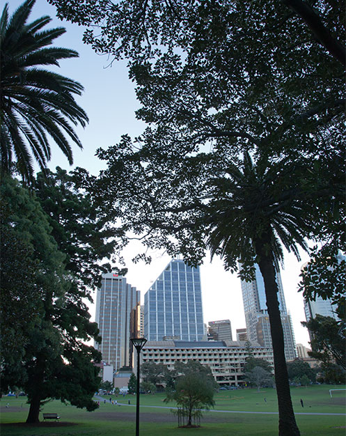 Trees in The Domain with the city buildings in the background