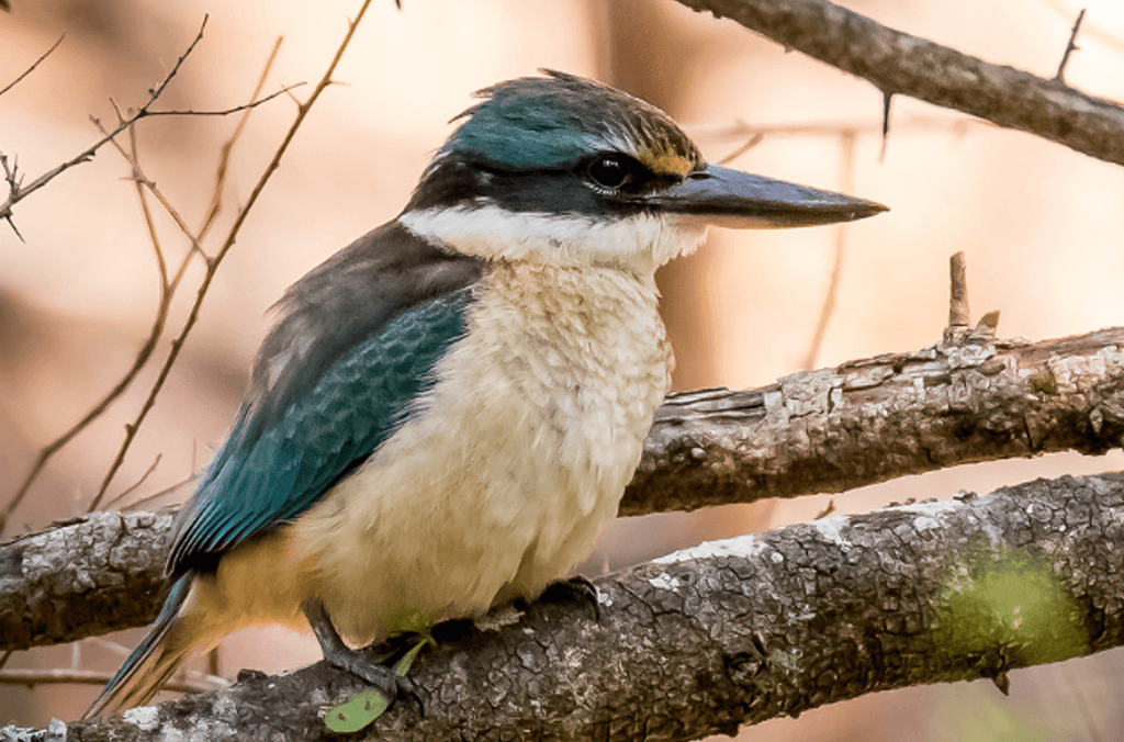 breakfast with birds close up 