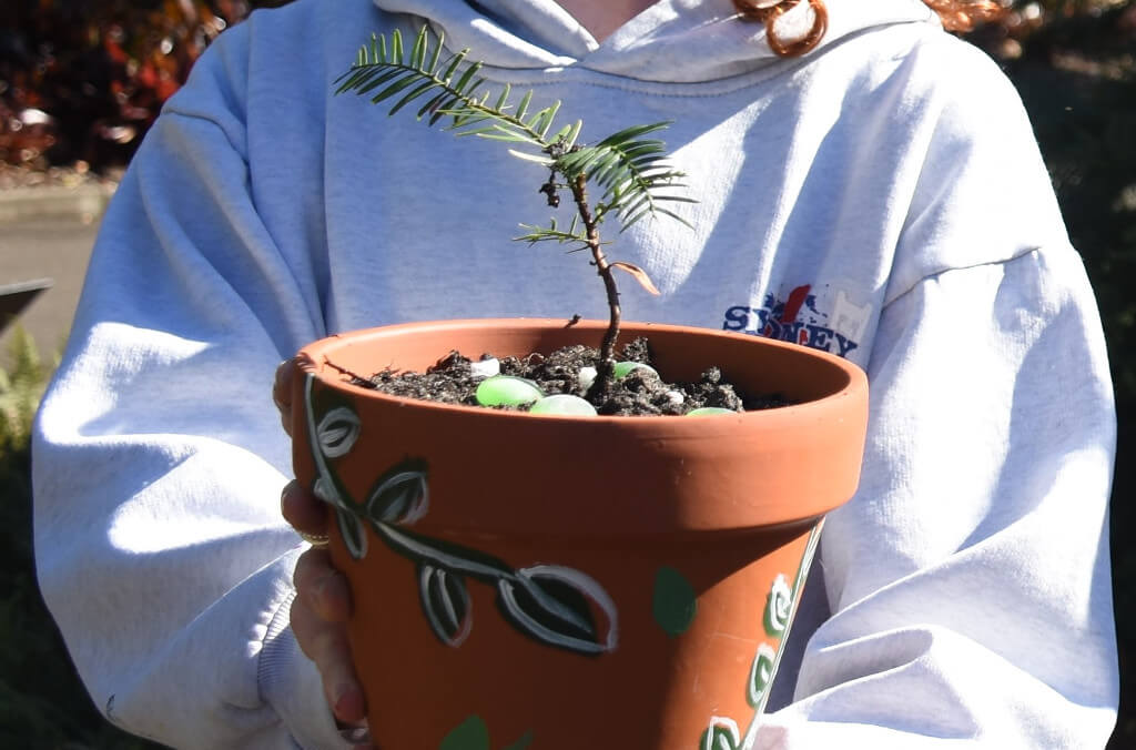 wollemi pine pot close up 