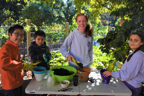 wollemi pine thumbnail 