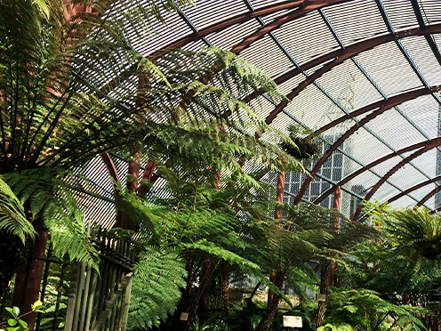 Lush ferns growing under a shady, domed pergola