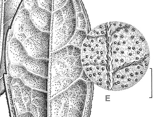 Scientific black and white illustration of the leaves of Wedelia sp. nov. Copyright:Gustavo Surlo