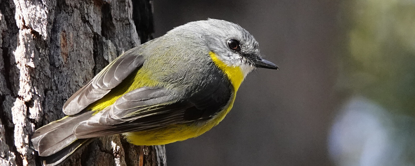 yellow robin hero banner