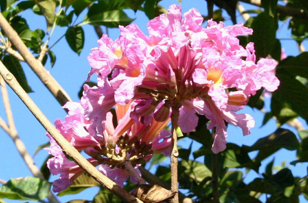 handroanthus impetiginosus - pink trumpet tree
