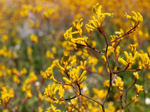 yellow kangaroo paw flower