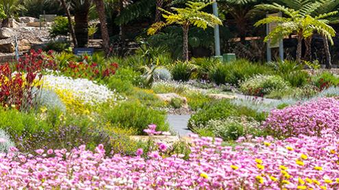meadow flowers and lush rainforest