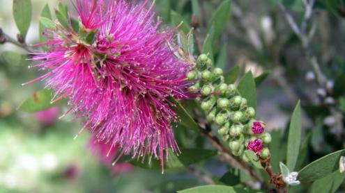 Callistemon pallidus pink flower in bloom