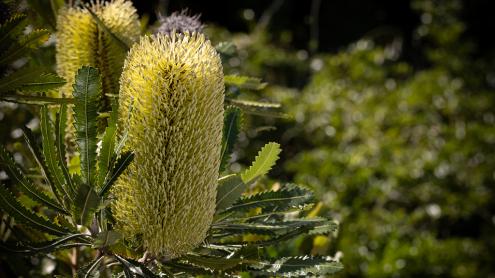Banksia in bloom