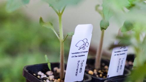 Growing Friends seedlings in pots