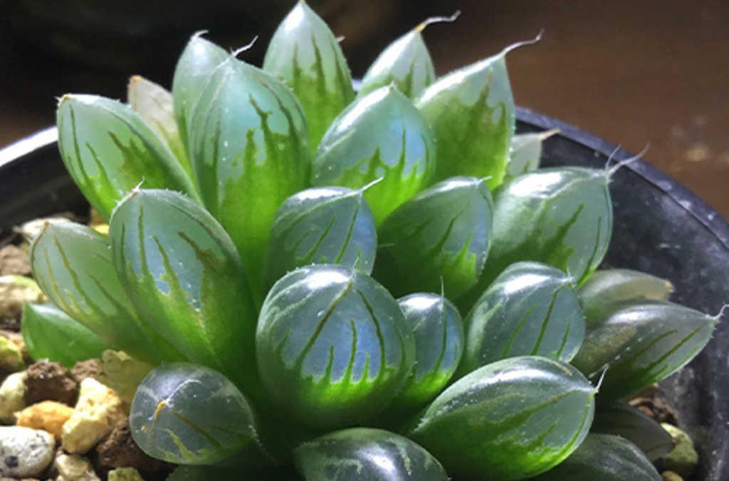 window succulent close up