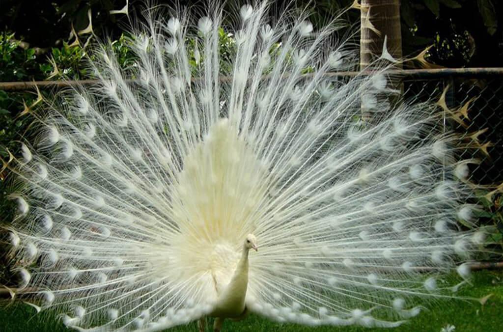 white peacock