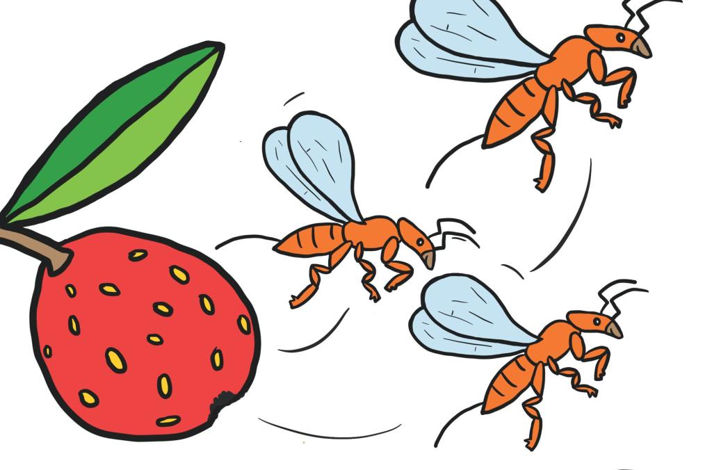 Flow fly to find a fig