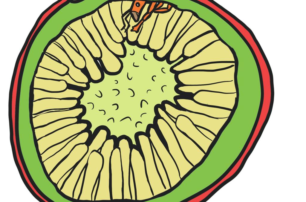 Flow lay eggs in fig