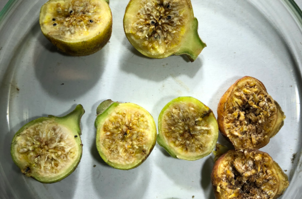 Figs under a microscope