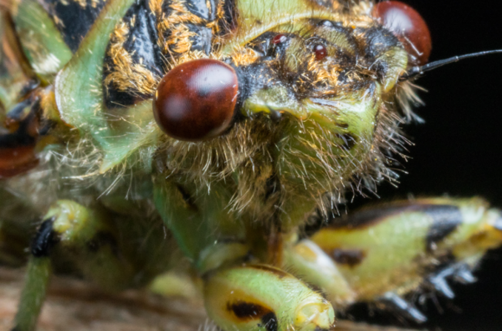 Adult: A close up of an adult cicada.