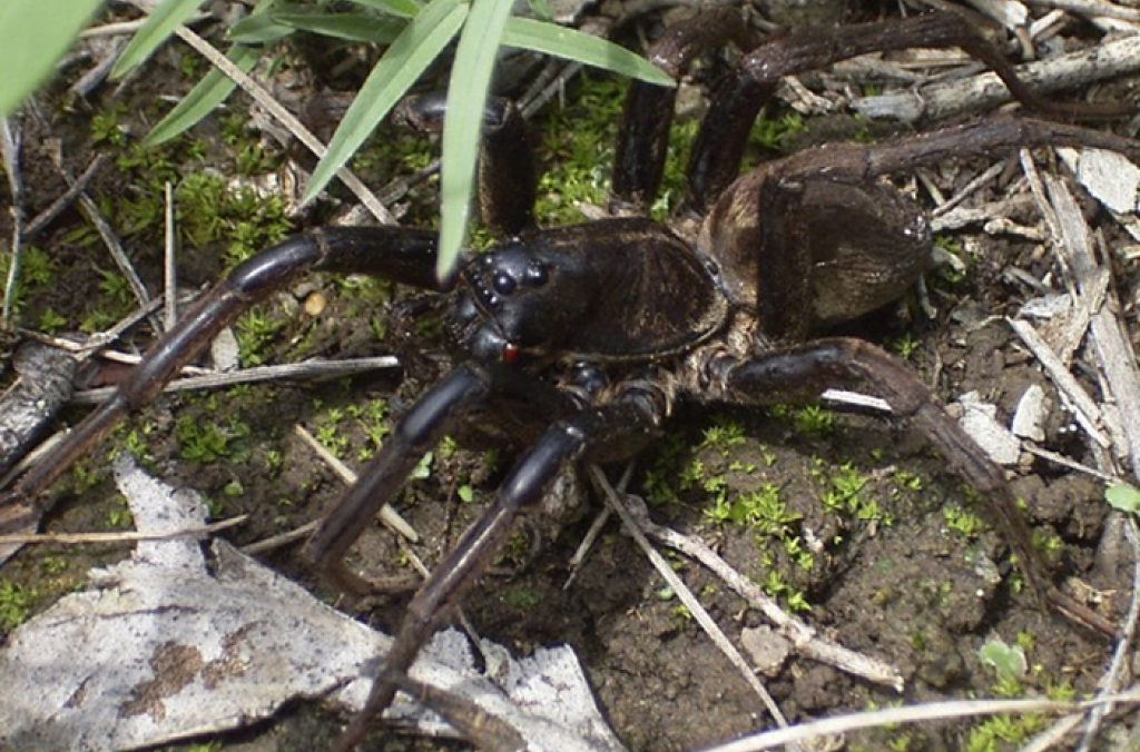 Wolf Spider