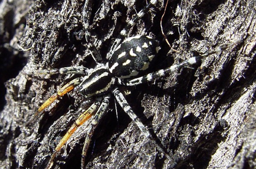 Spotted Ground Swift Spider